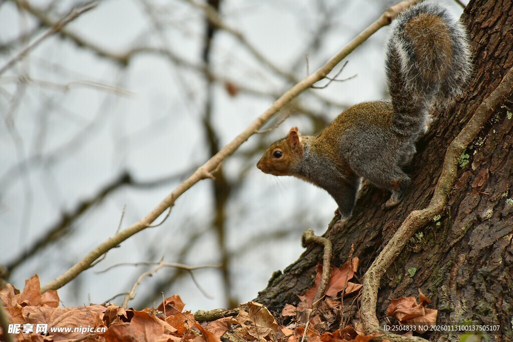 树上松鼠觅食瞬间