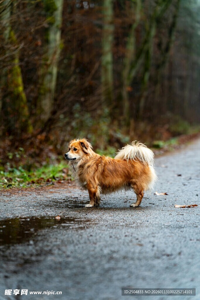 雨中漫步的可爱小狗