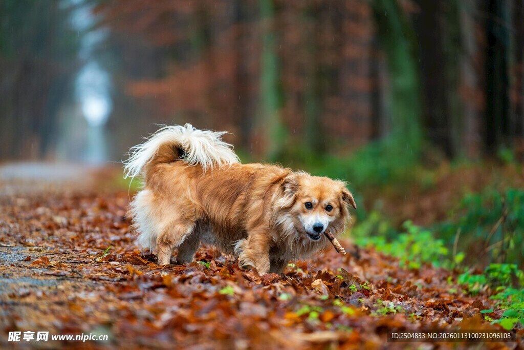 秋日林间漫步的可爱小狗