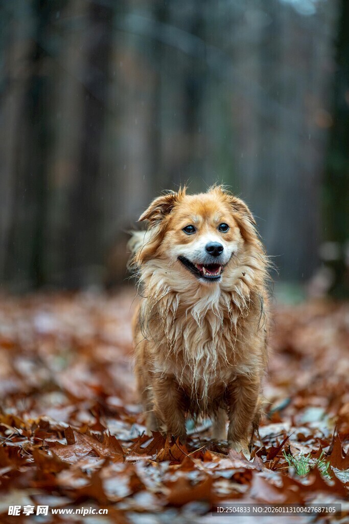 秋日林间的可爱小狗