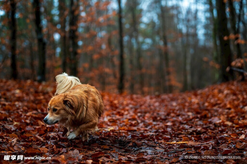 秋日林间漫步的可爱小狗