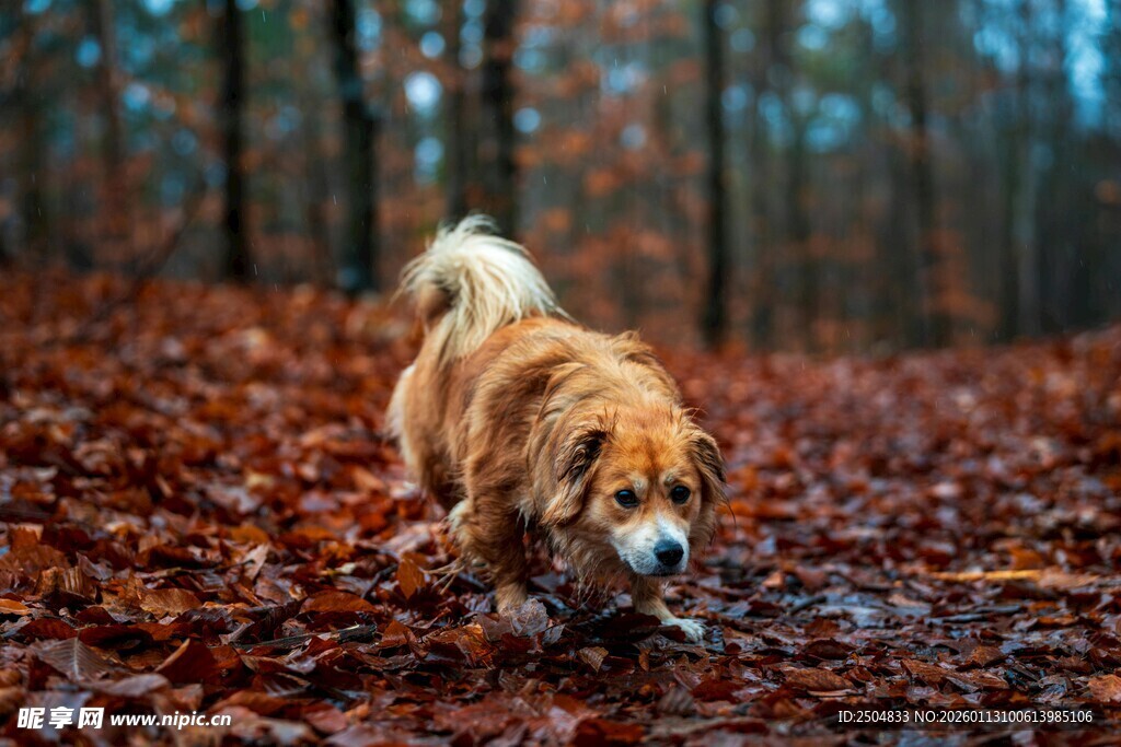 秋日林间漫步的金毛犬