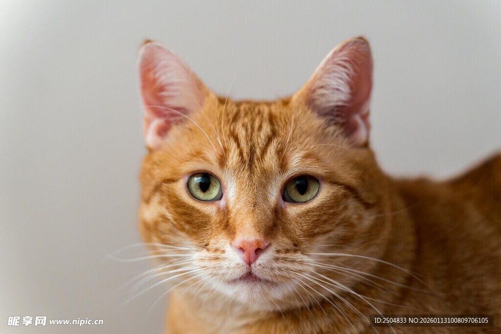 橘猫特写