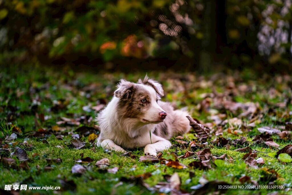草地上休憩的可爱小狗