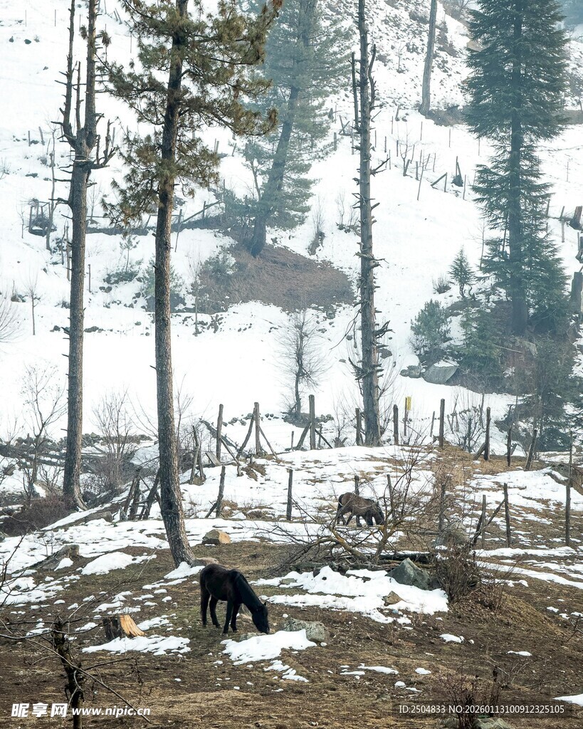 雪地林间的野生动物景象