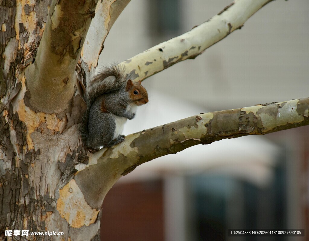 树上的松鼠