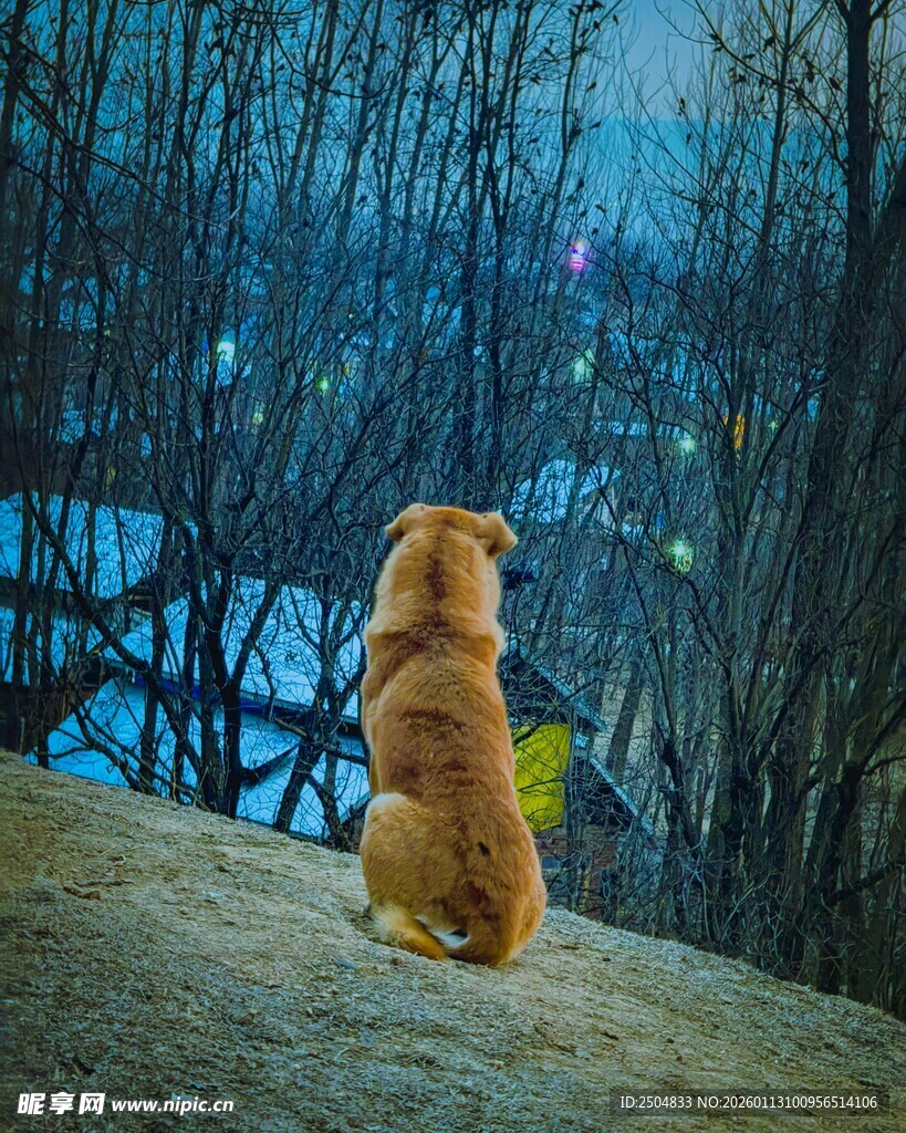 夜晚独坐的小狗