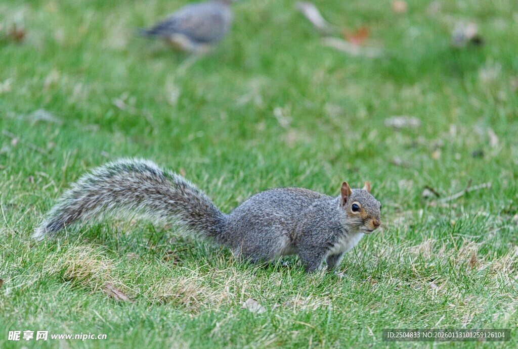 草地上的觅食松鼠