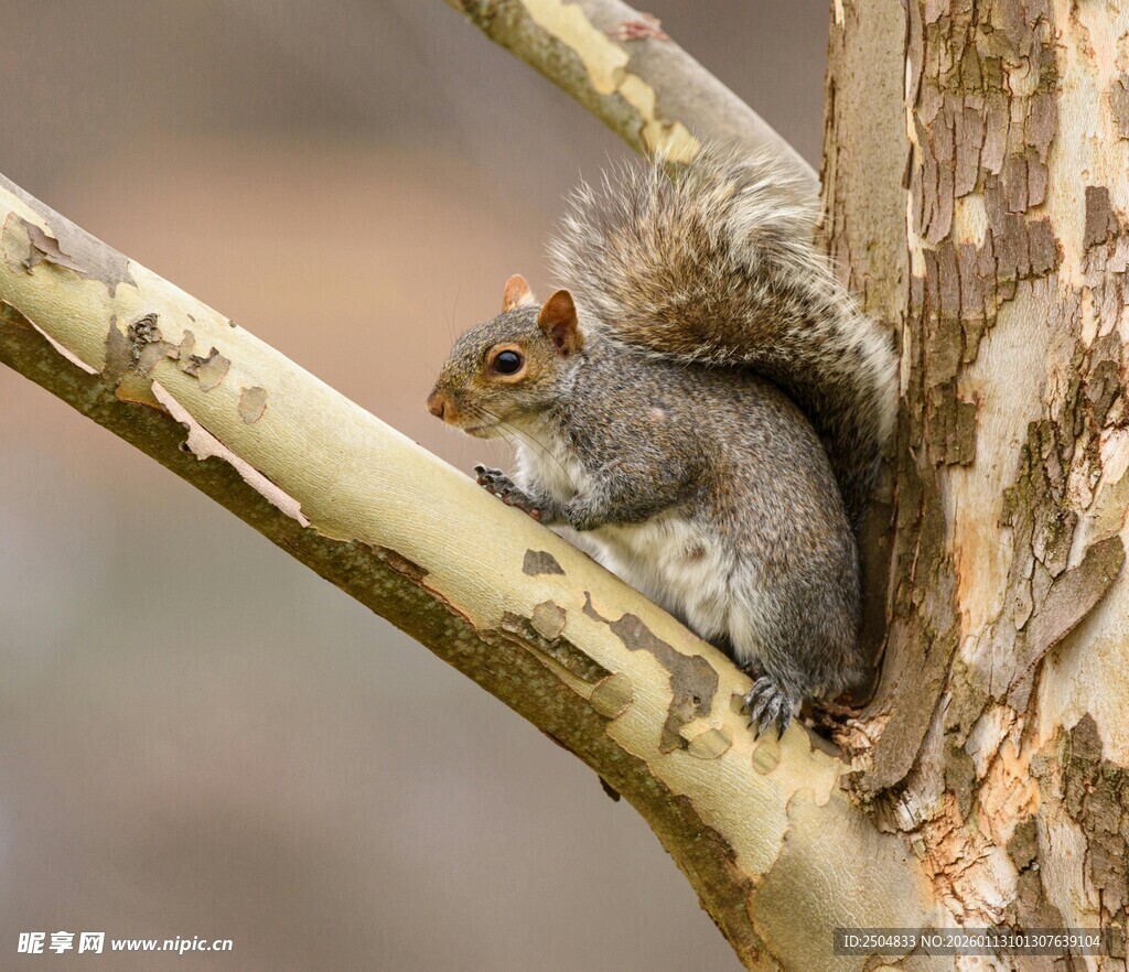 松鼠栖息于树干凹陷处