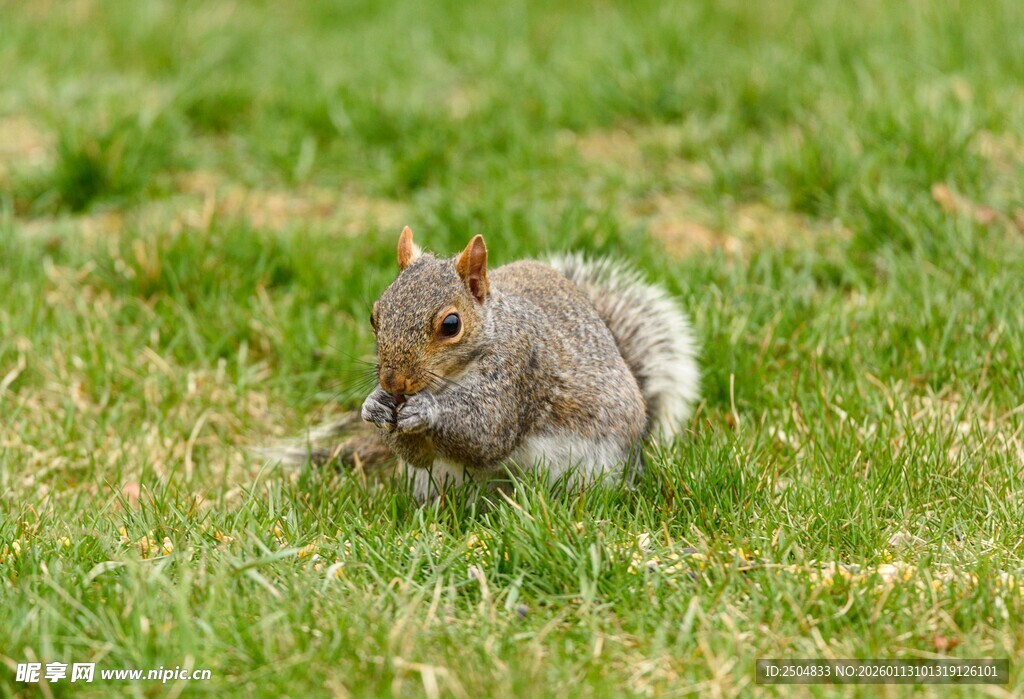 草地上进食的可爱小松鼠