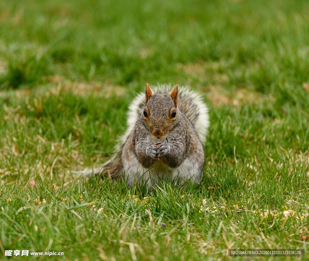草地上的可爱小松鼠
