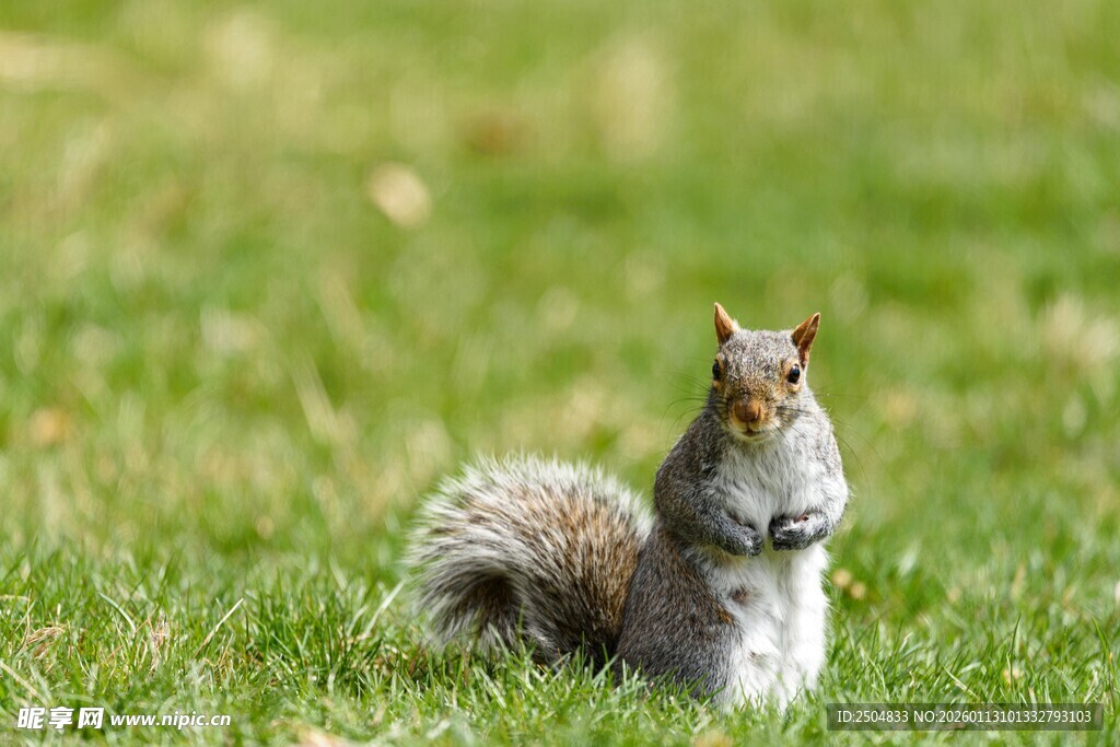 草地上站立的可爱松鼠