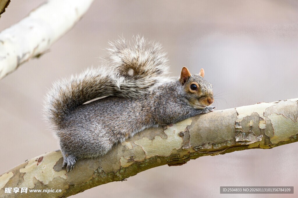 树枝上进食的可爱松鼠