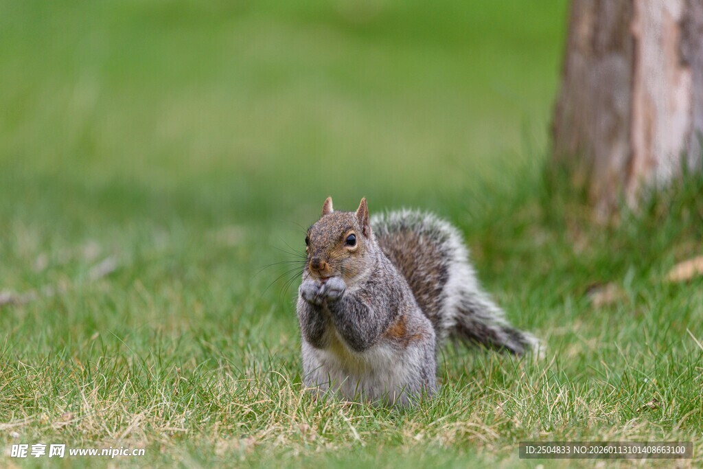 草地上的觅食松鼠