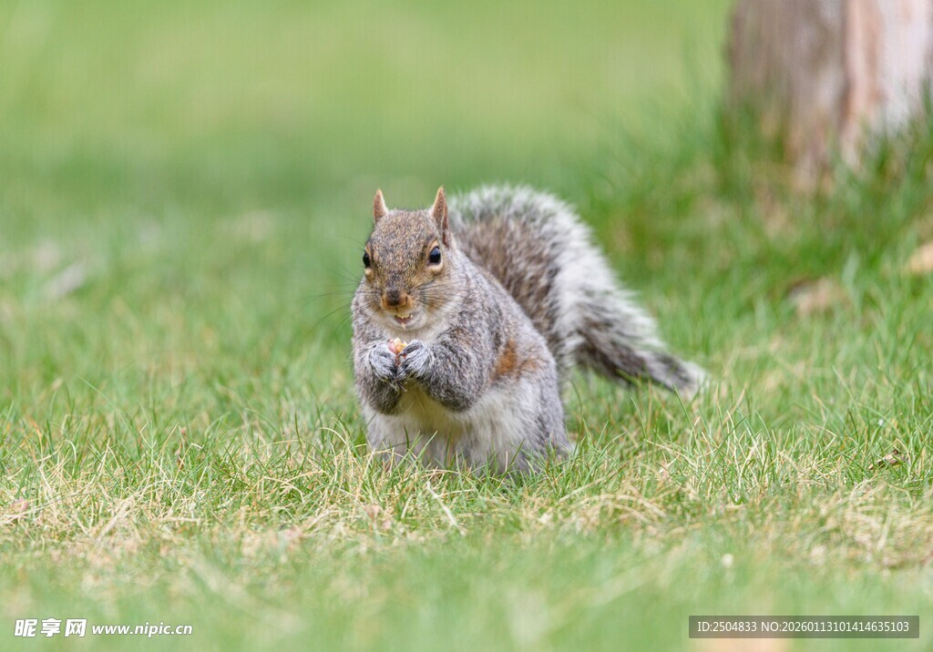 草地上的松鼠