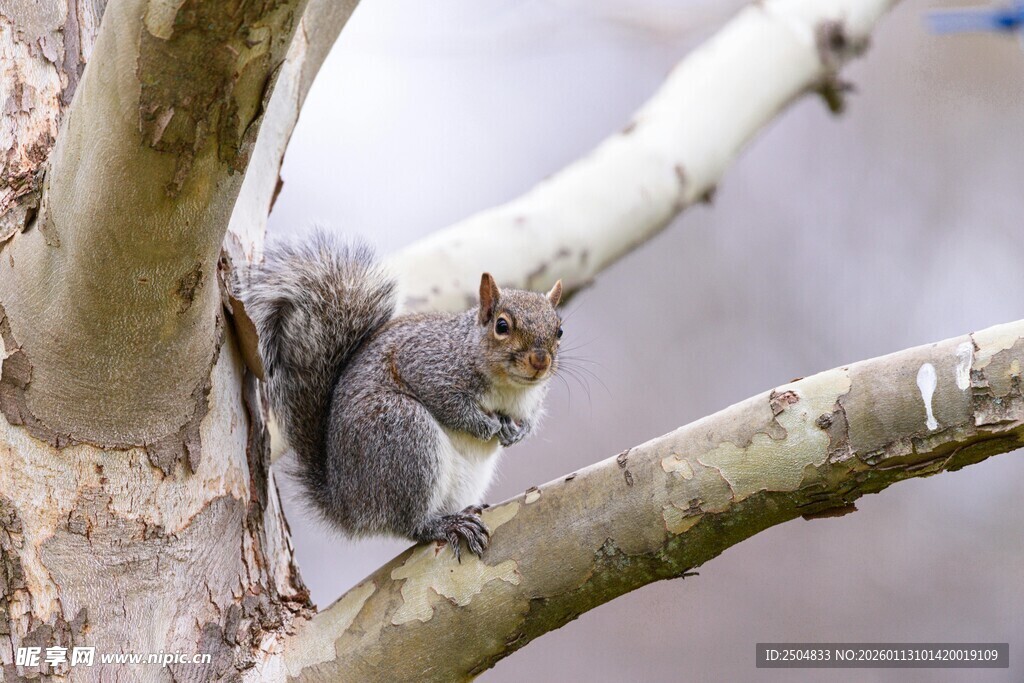 树枝上的可爱小松鼠