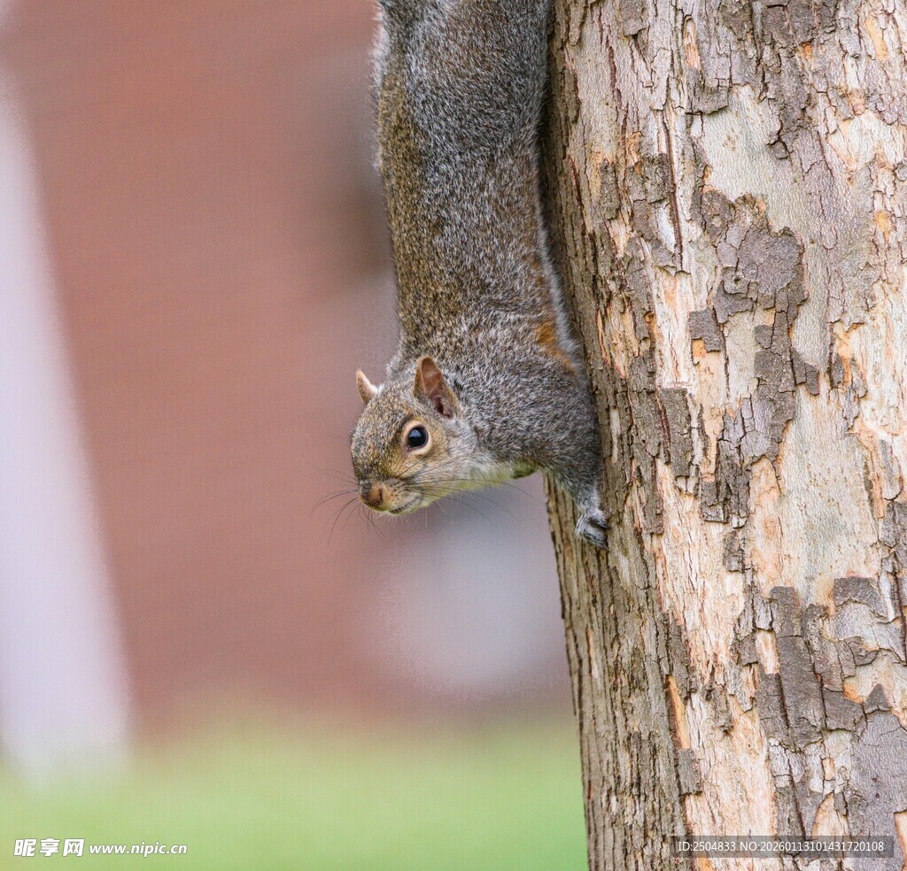树干上的可爱小松鼠