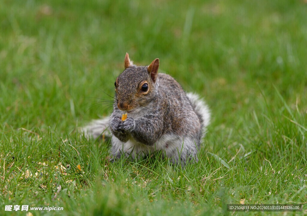 草地上的可爱松鼠