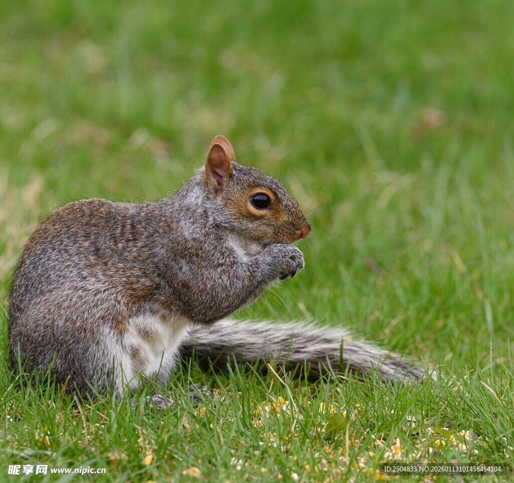 草地上进食的可爱灰松鼠