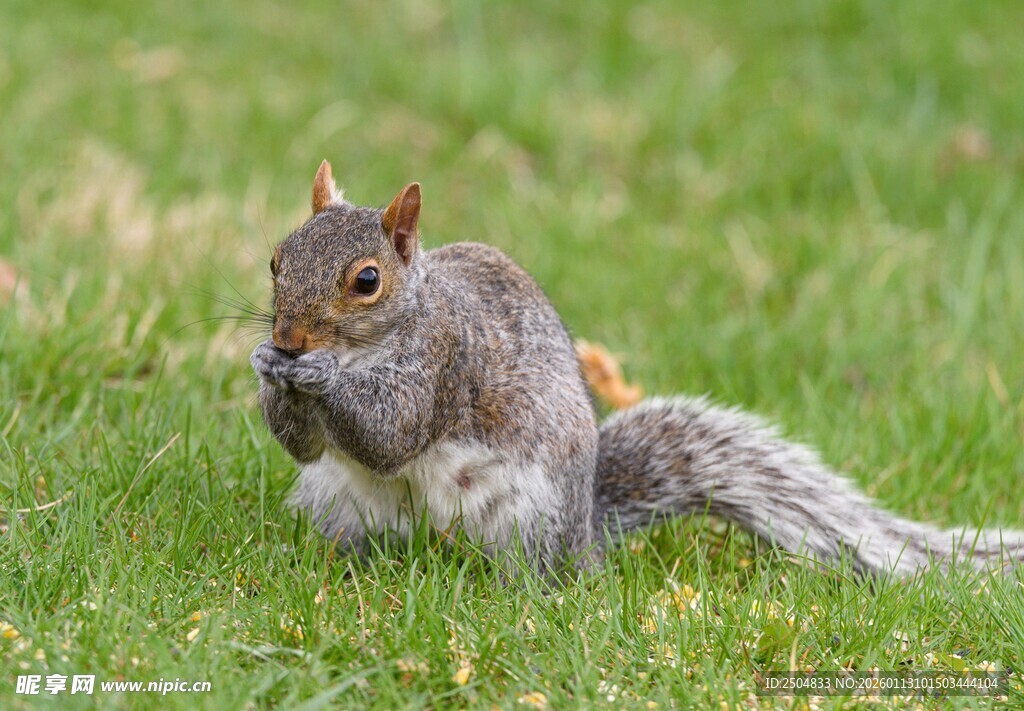 草地上进食的可爱松鼠
