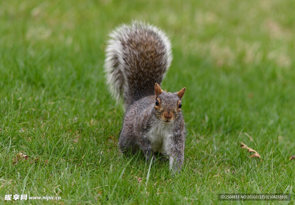草地上的松鼠