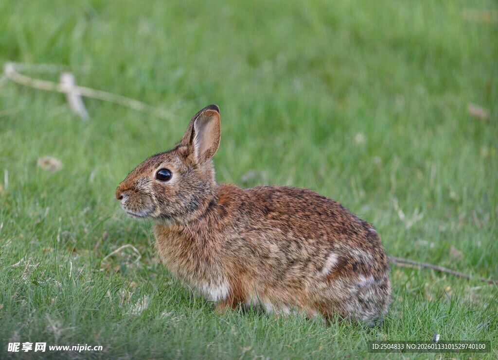 草地上的棕色野兔