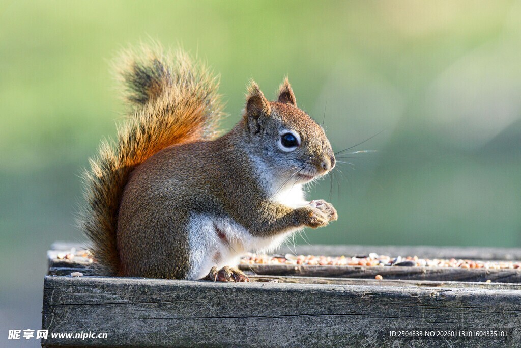 可爱松鼠于木上进食