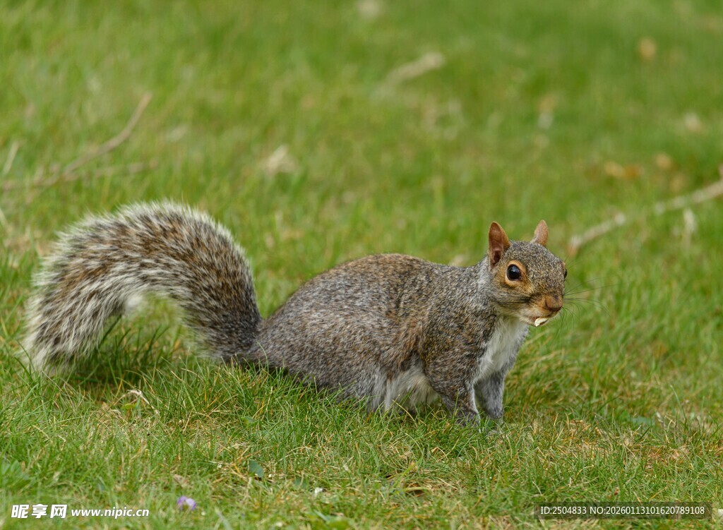草地上的松鼠