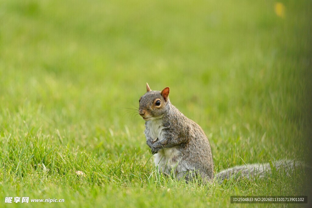 草地上的松鼠