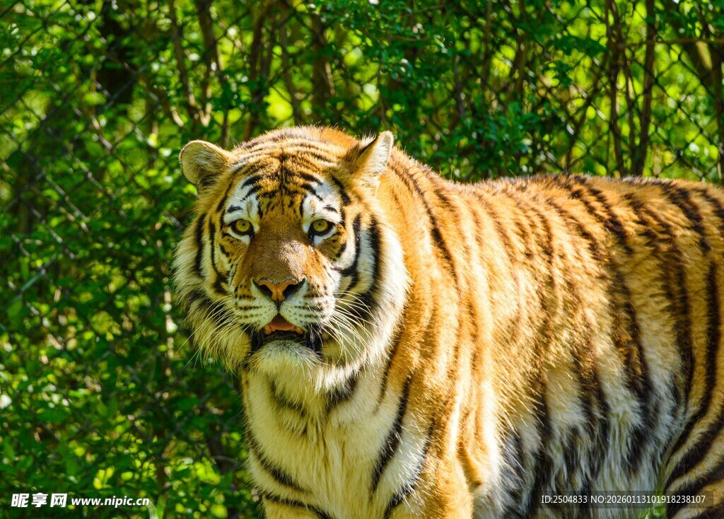阳光下的威武老虎