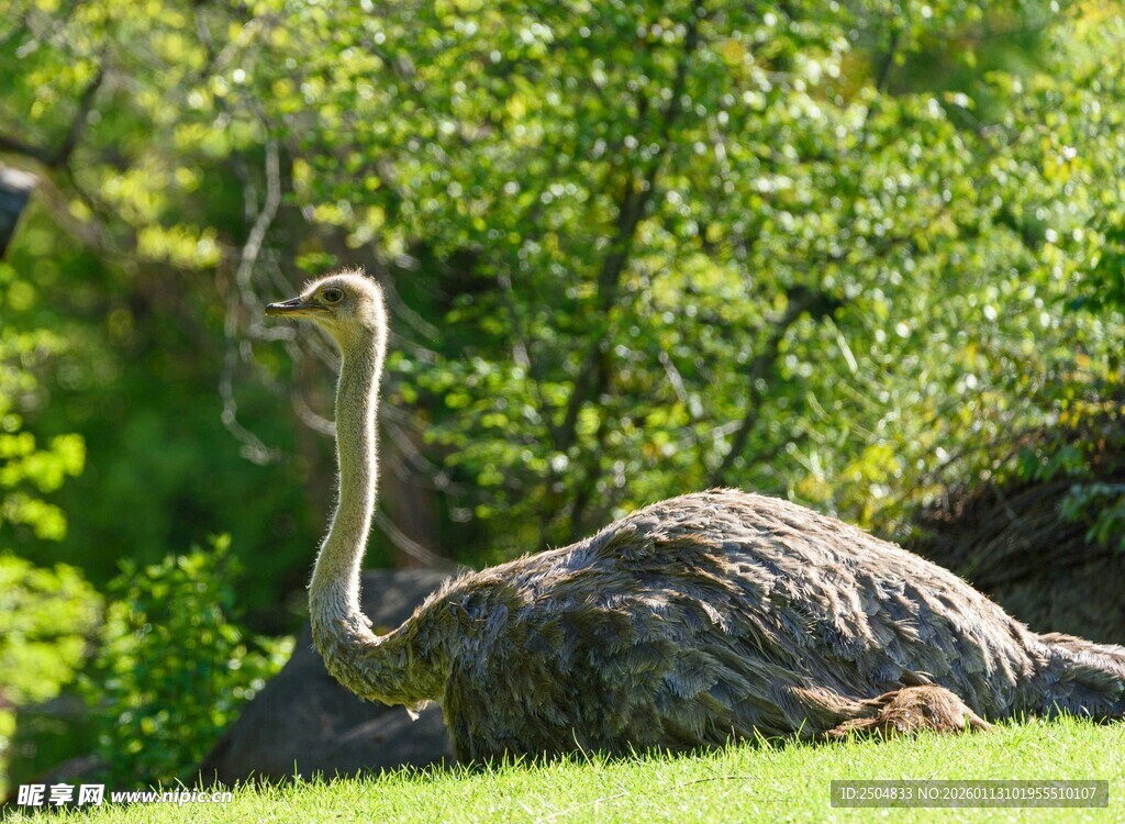 草地上的鸵鸟雕塑
