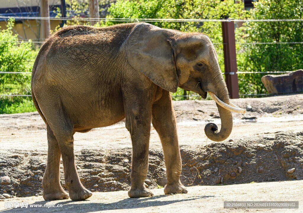 动物园中站立的大象