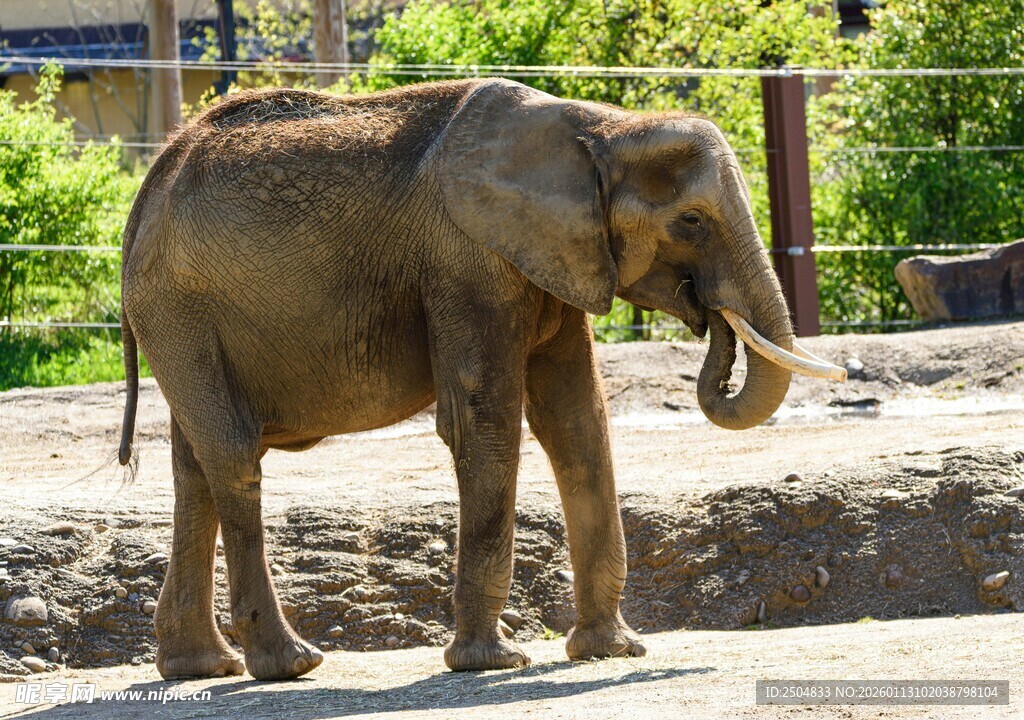 动物园中站立的大象