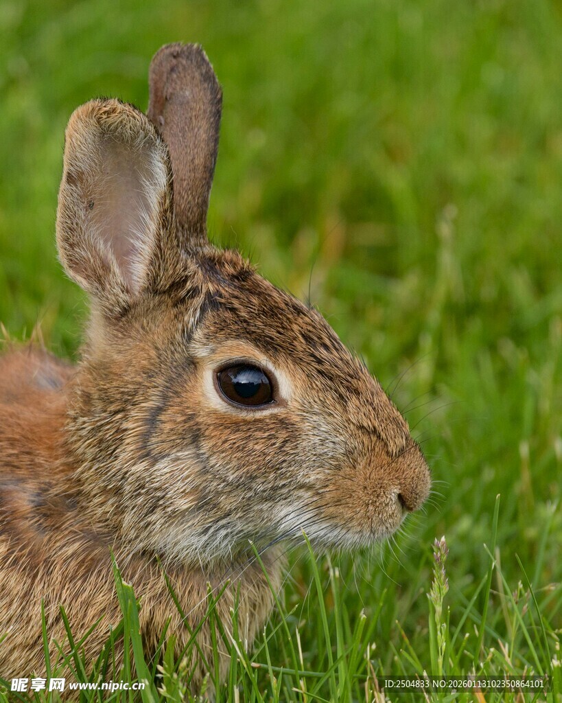 草地上的可爱小兔子