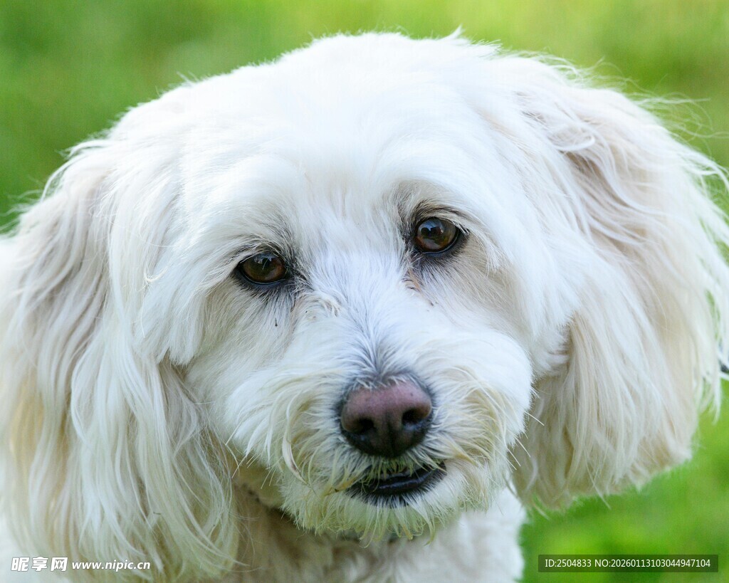 可爱白毛小狗特写