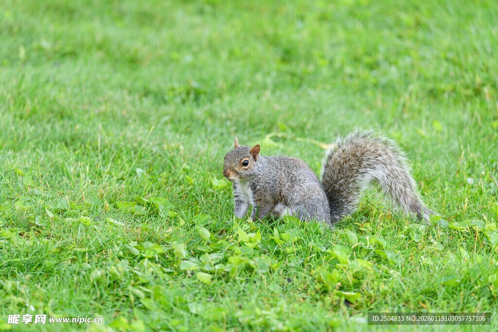 草地上的两只可爱小松鼠