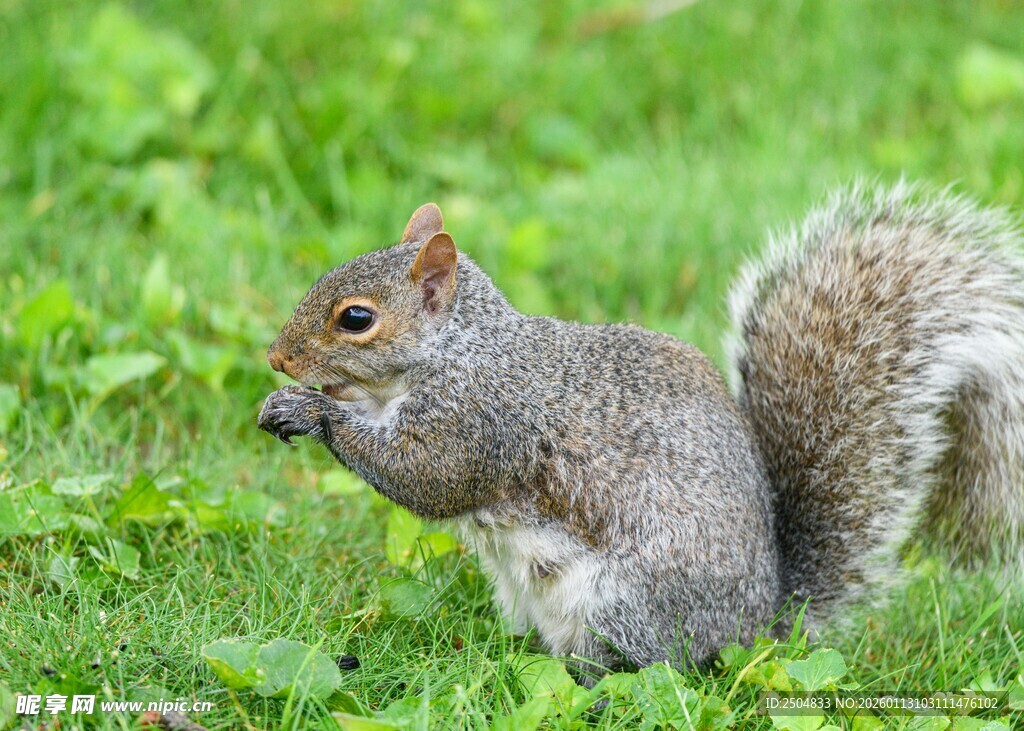 草地上进食的可爱松鼠