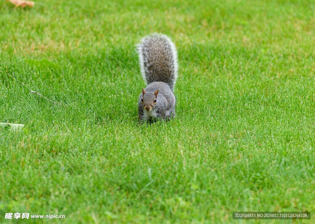 草地上觅食的可爱小松鼠