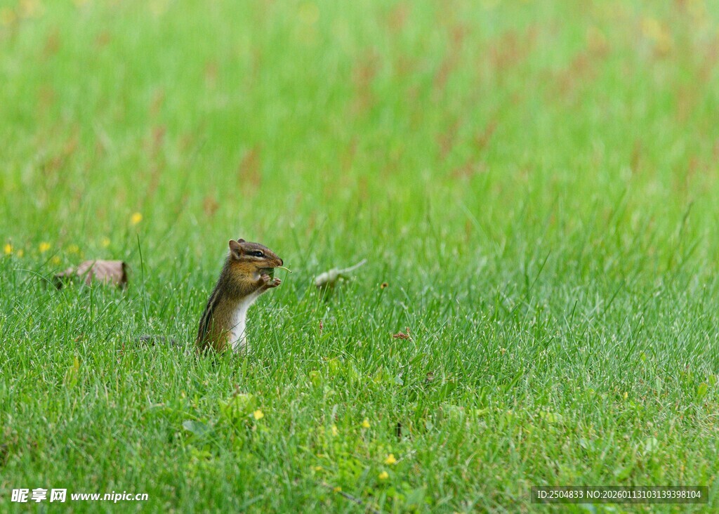 草丛中的可爱小松鼠