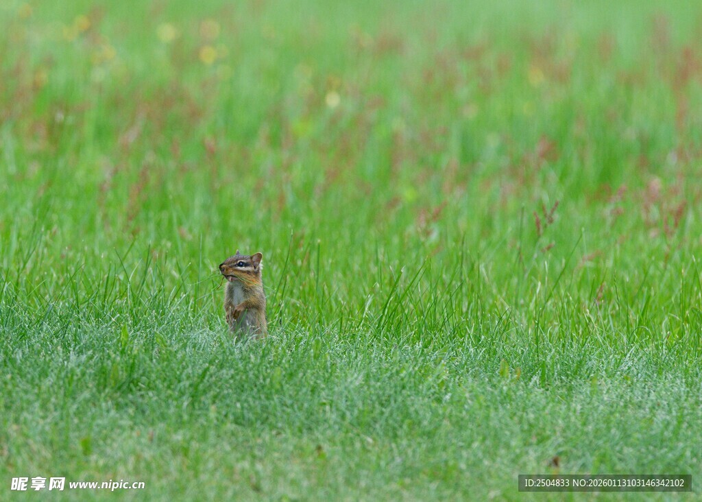 草地上的小松鼠