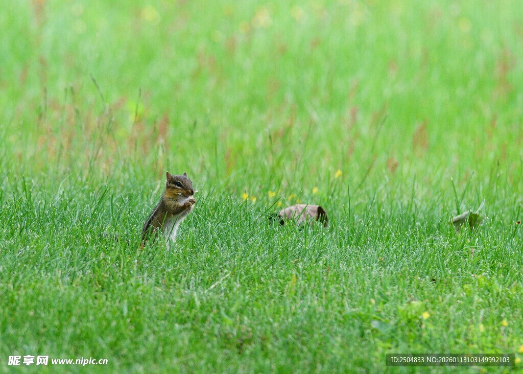 草地上的几只小鸟