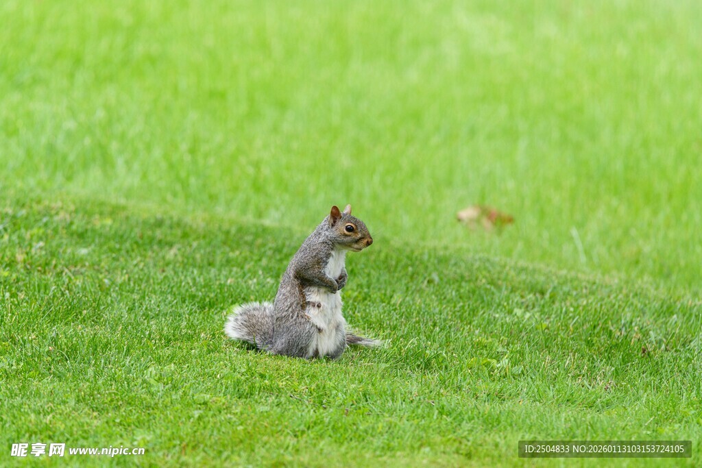 草地上的可爱松鼠