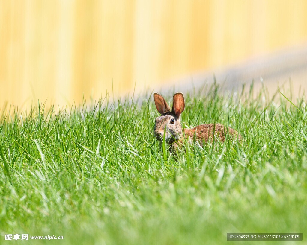 草地上的可爱小兔子
