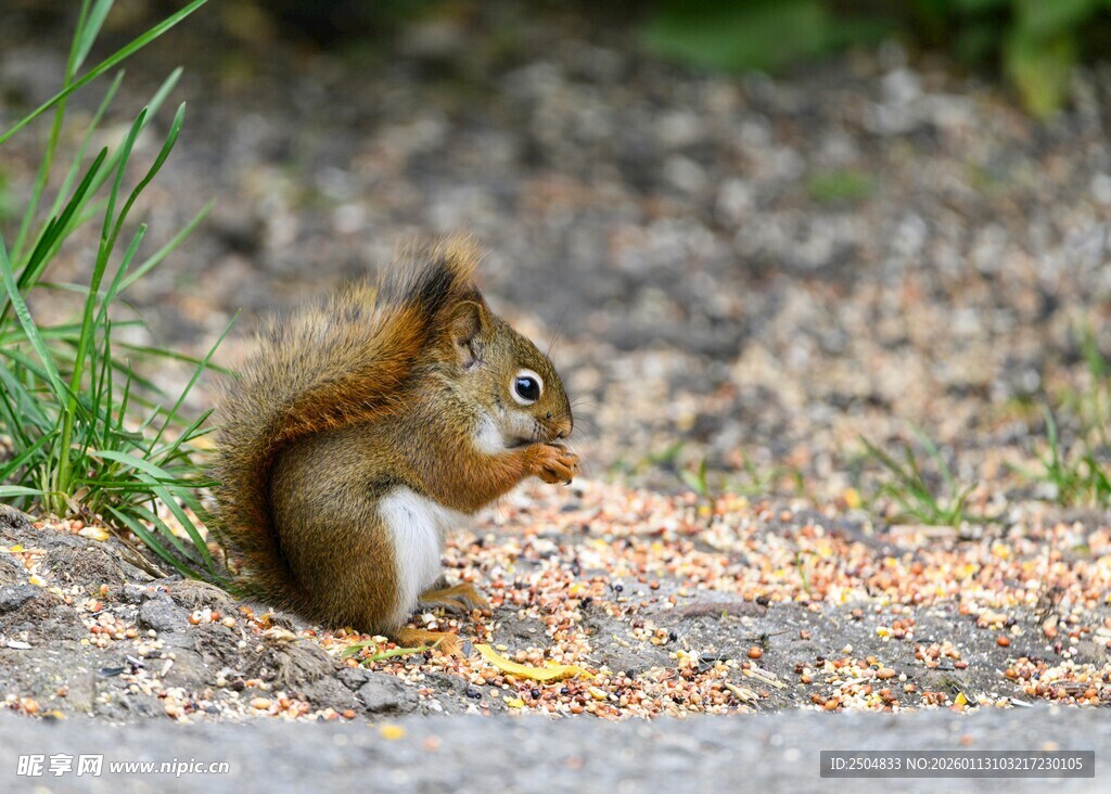 松鼠进食场景