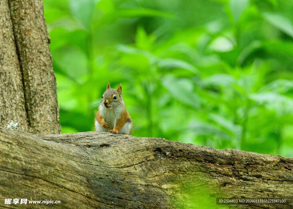 树干上的可爱小松鼠