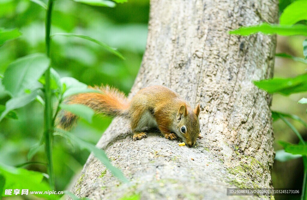 树干上的可爱小松鼠