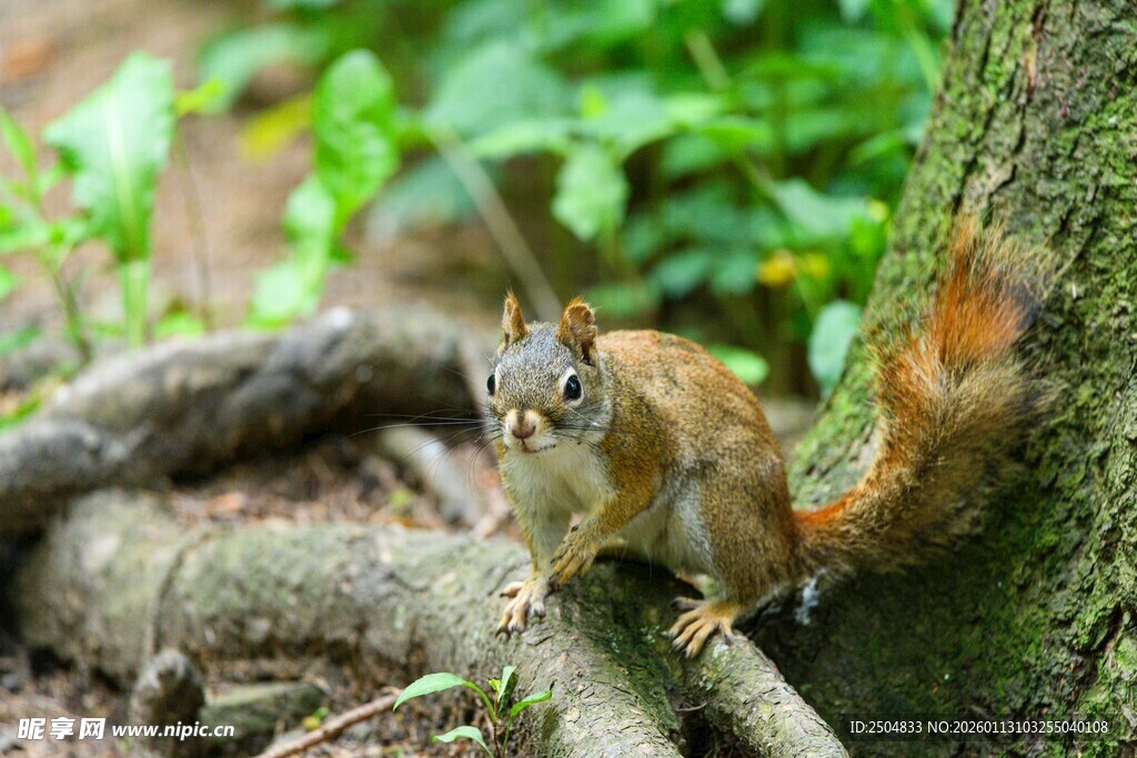 林间松鼠于树干旁休憩