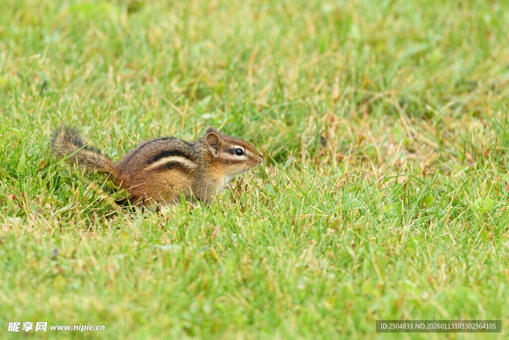 草地上的花栗鼠