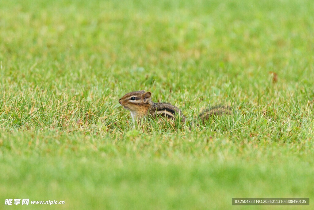 草地上的可爱小松鼠