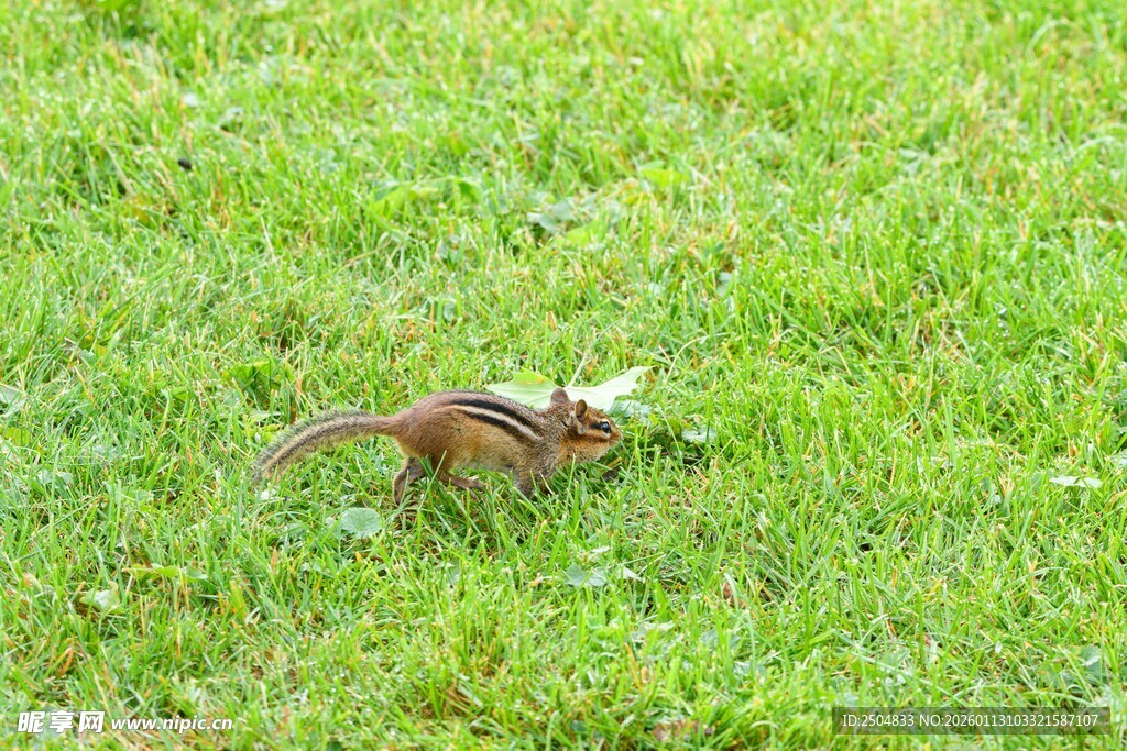 草地上的花栗鼠